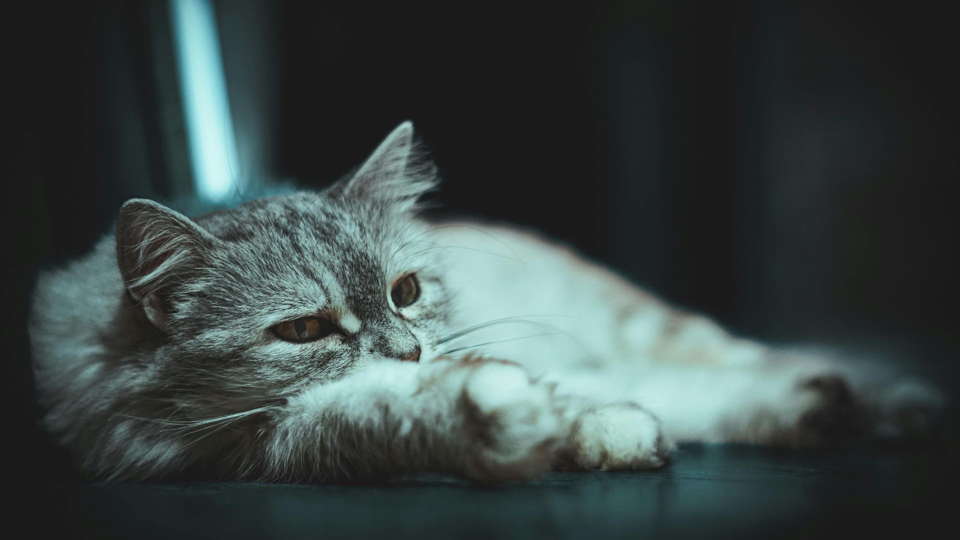 Ветеринары объяснили, как распознать одиночество у кота Ветеринары объяснили, как распознать одиночество у кота