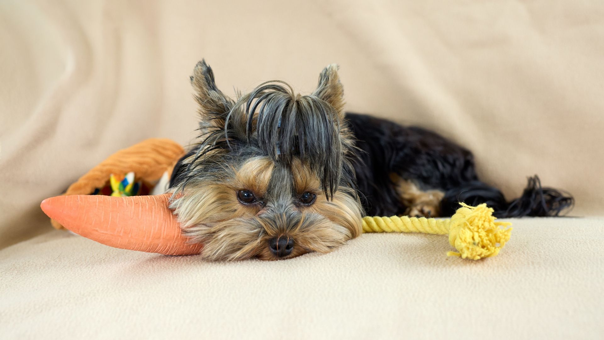 Вредна ли для собаки игра в перетягивание каната