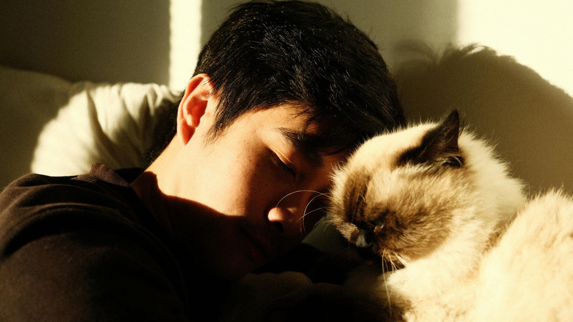 Чому кіт любить одну людину більше