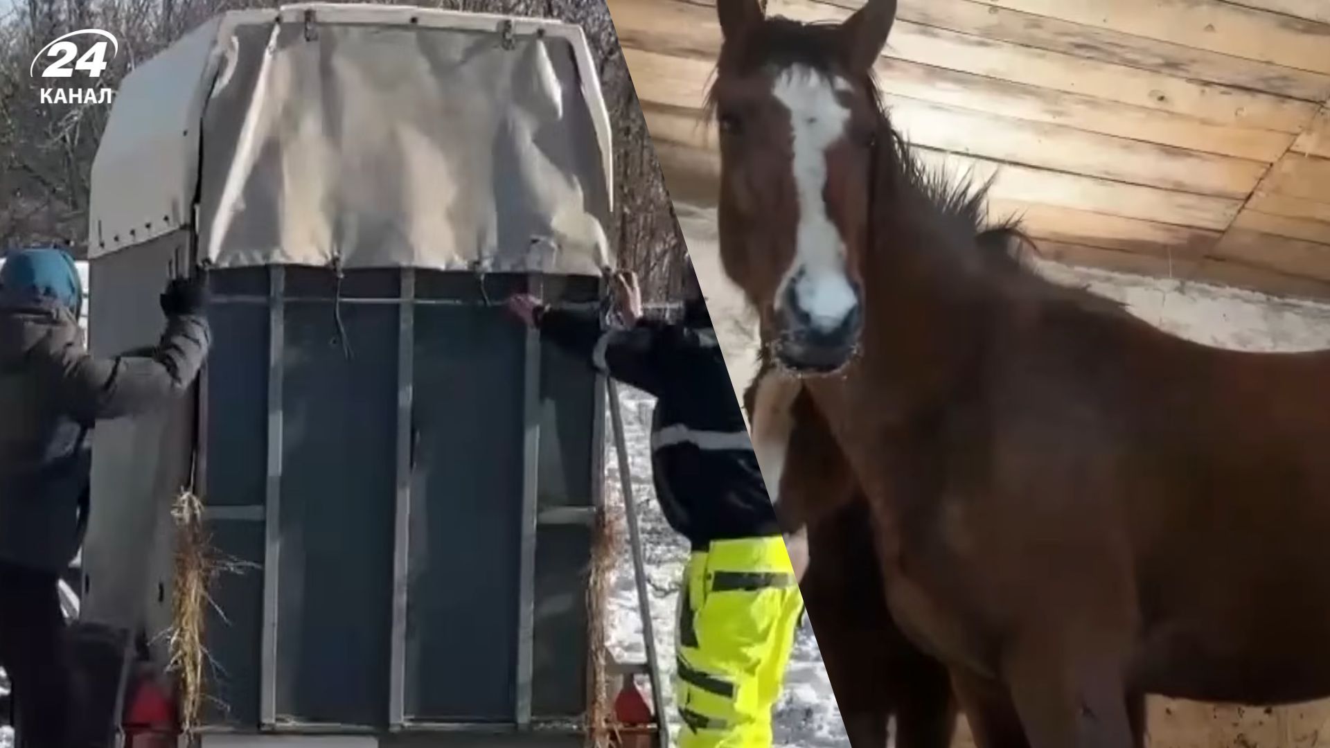 Трогательная история спасения лошадей из-под обстрелов на Харьковщине