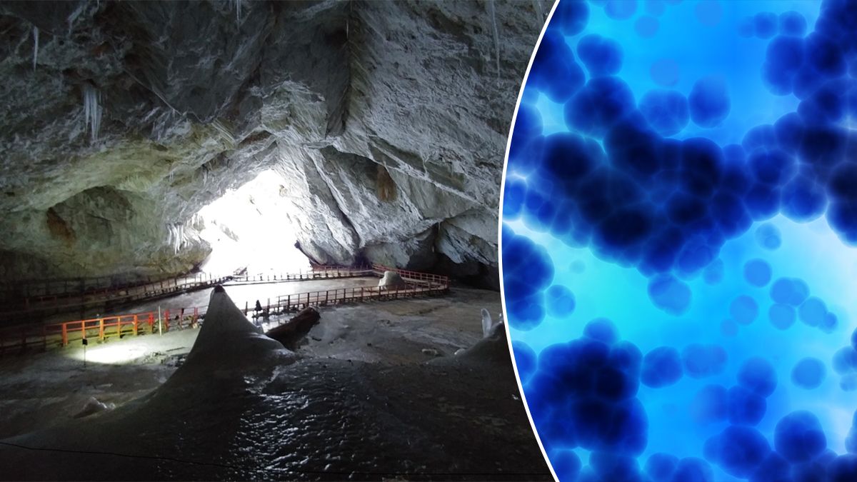 Бактерия возрастом 5 тысяч лет ожила в ледяной пещере Румынии Бактерия возрастом 5 тысяч лет ожила в ледяной пещере Румынии