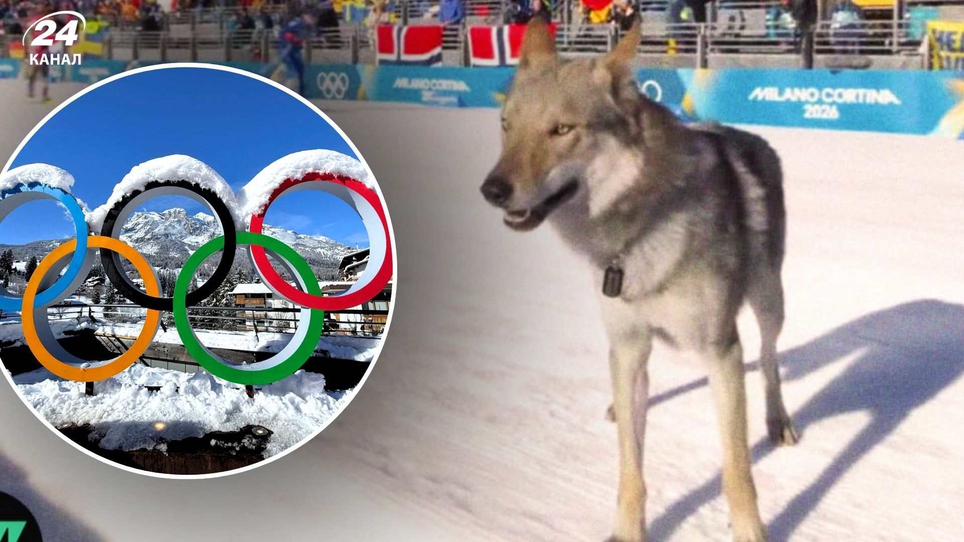 Пес финишировал на Олимипаде - Pets Пес финишировал на Олимипаде - Pets