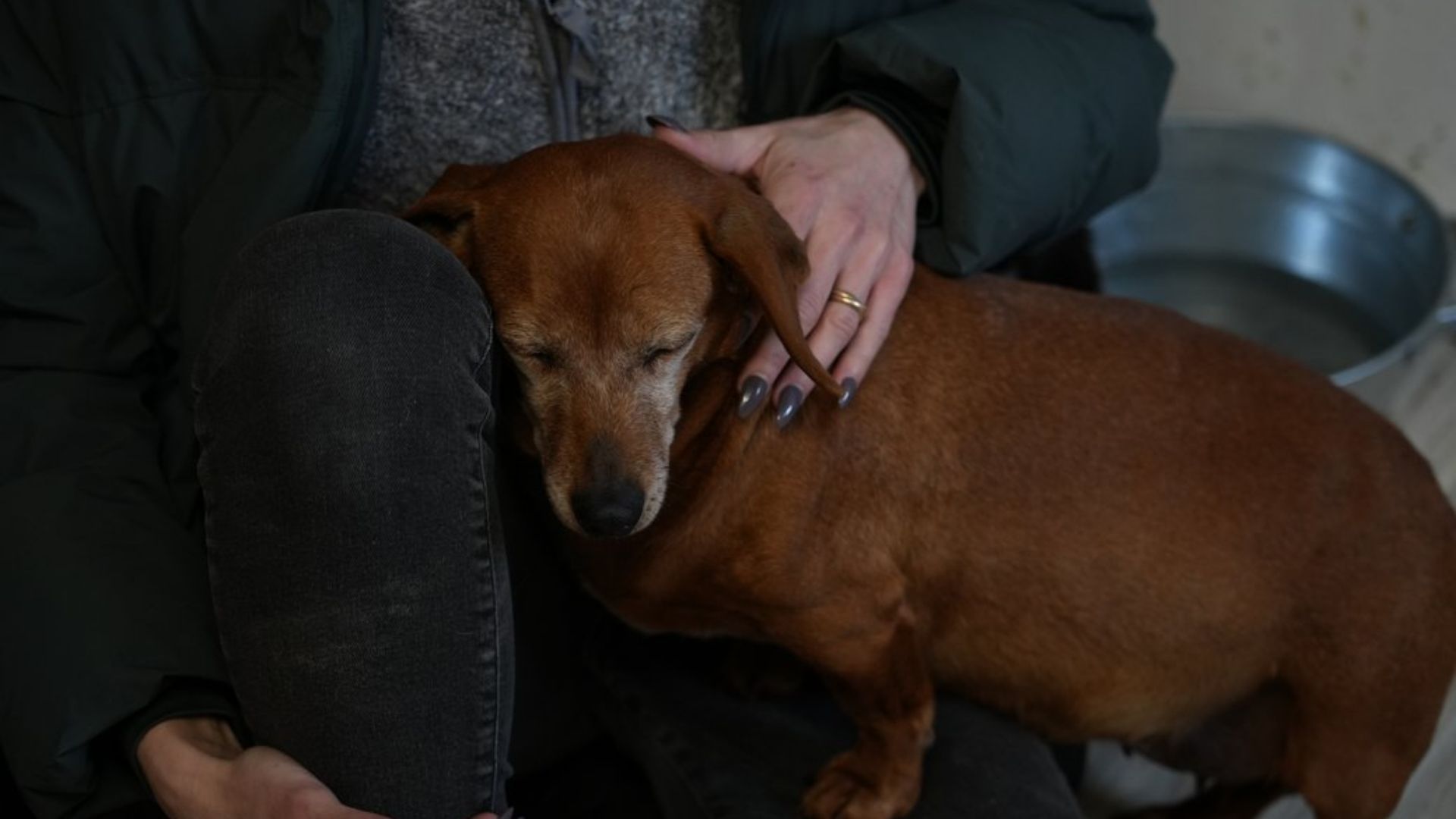 Врятована такса Манюша Врятована такса Манюша