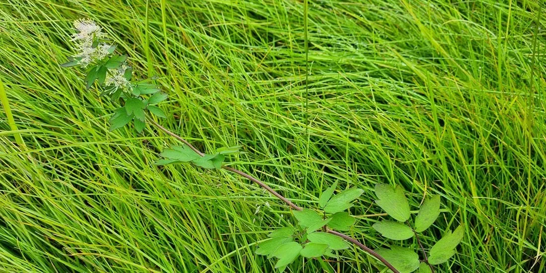 Thalictrum flavum Thalictrum flavum