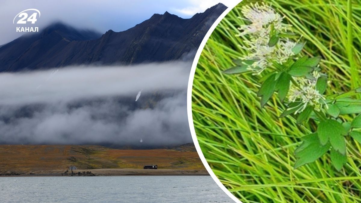 Тысячи видов растений могут вытеснить арктическую флору Тысячи видов растений могут вытеснить арктическую флору