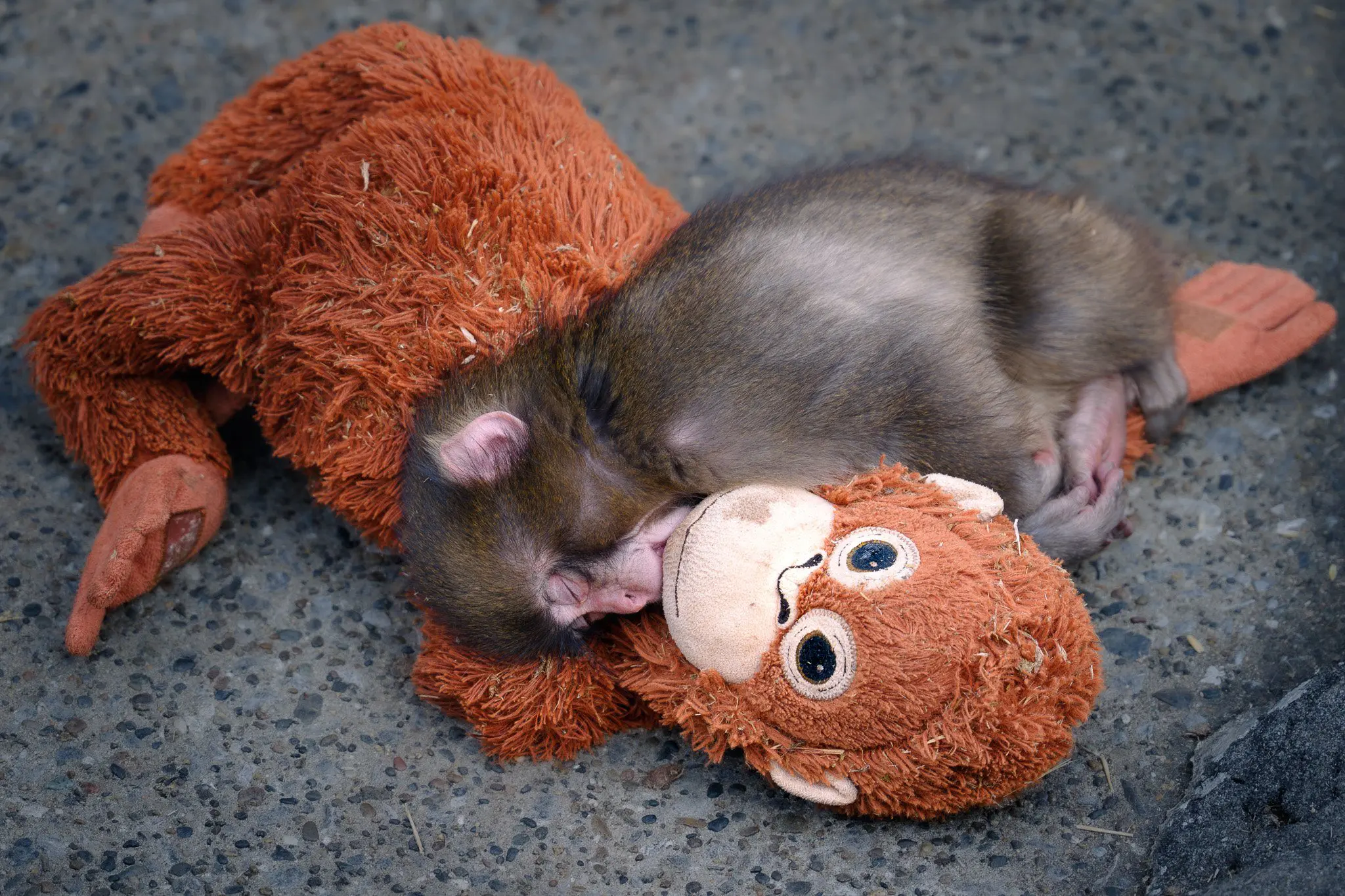 Где купить игрушечную "маму" Панча Где купить игрушечную "маму" Панча