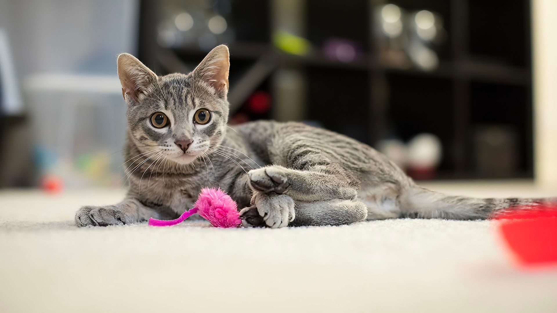 Сколько времени надо играть с котом