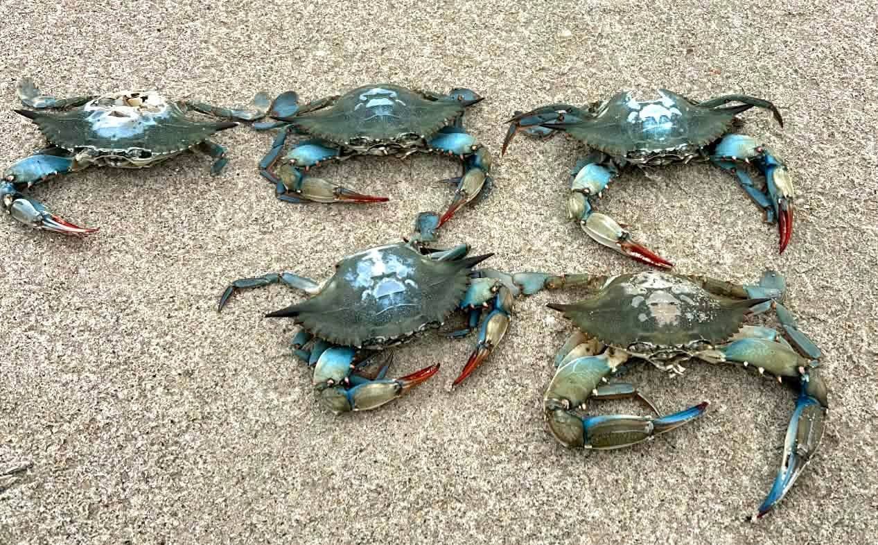 Різко зросла кількість крабів зі США на узбережжі Чорного моря Різко зросла кількість крабів зі США на узбережжі Чорного моря