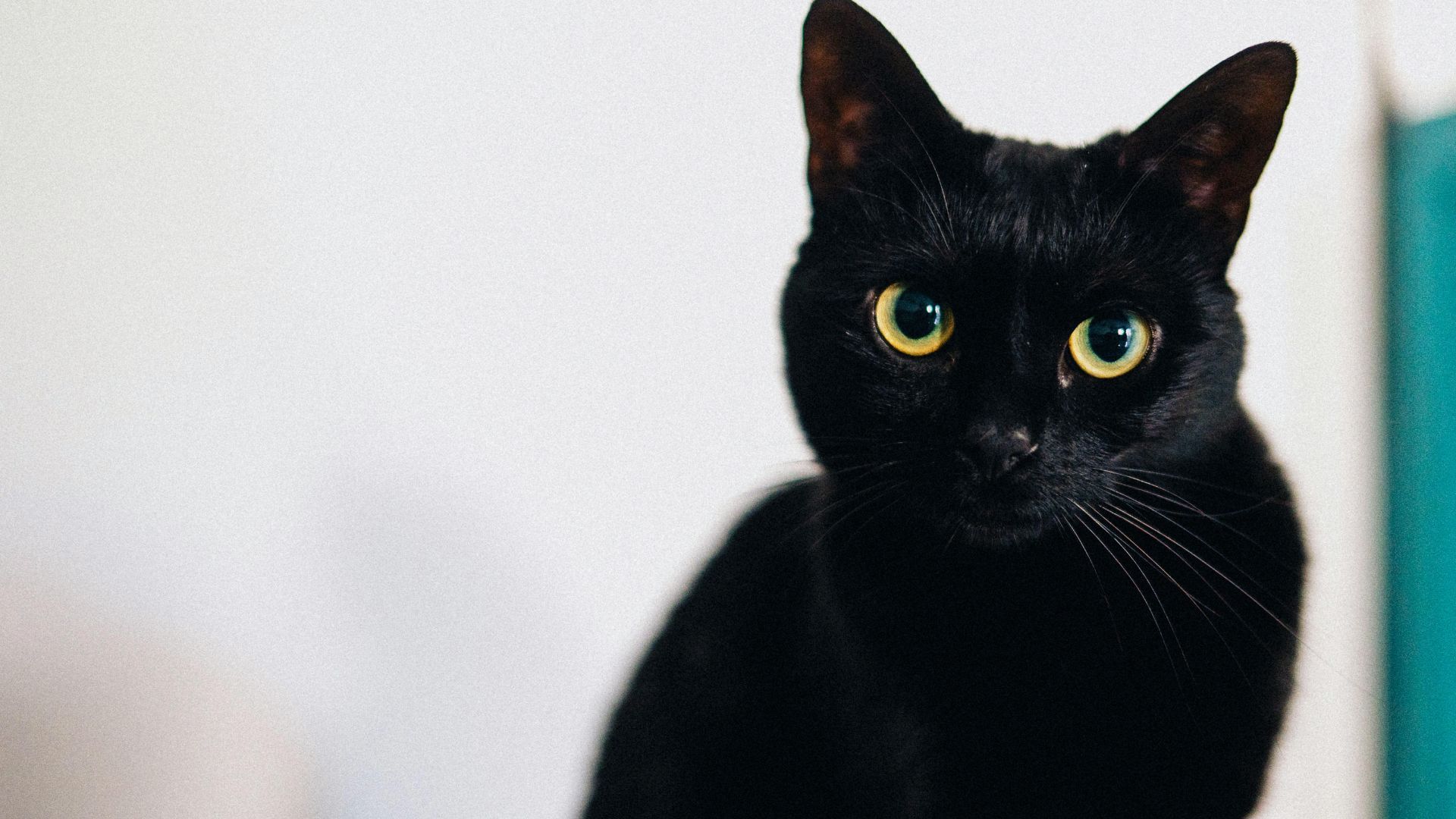 Почему у котов вдруг становятся гигантские глаза