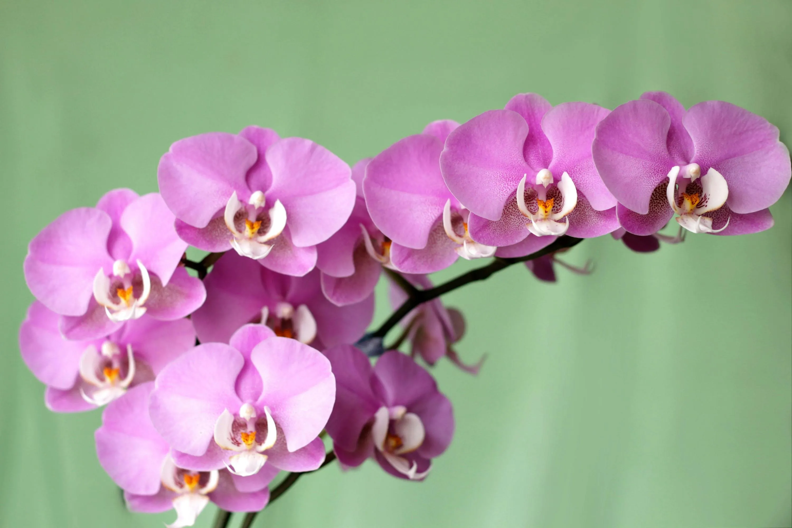 Орхідея зможе зацвісти на повну силу / Фото Pexels