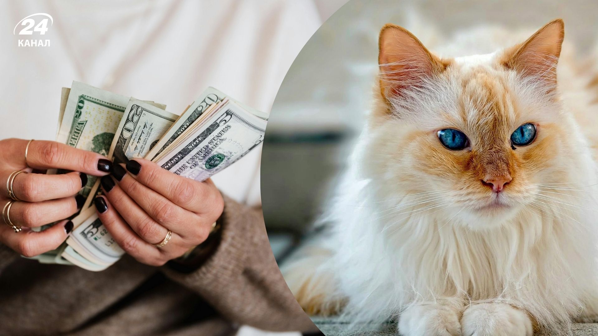 Какие породы кошек считают самыми дорогими Какие породы кошек считают самыми дорогими