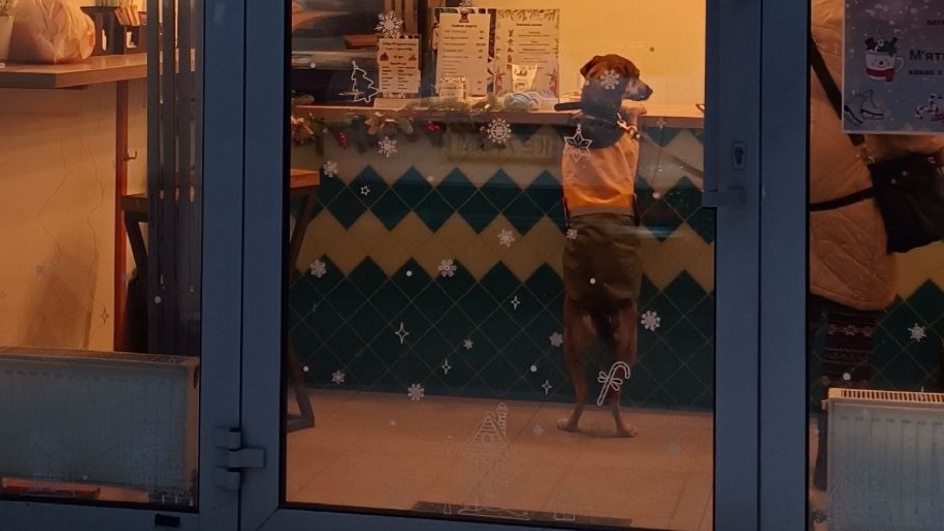 У деякі заклади можна заходити з собаками У деякі заклади можна заходити з собаками