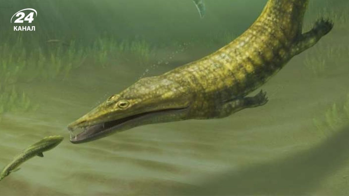 Потерянные 50 лет назад окаменелости открыли тайну выживания видов Потерянные 50 лет назад окаменелости открыли тайну выживания видов