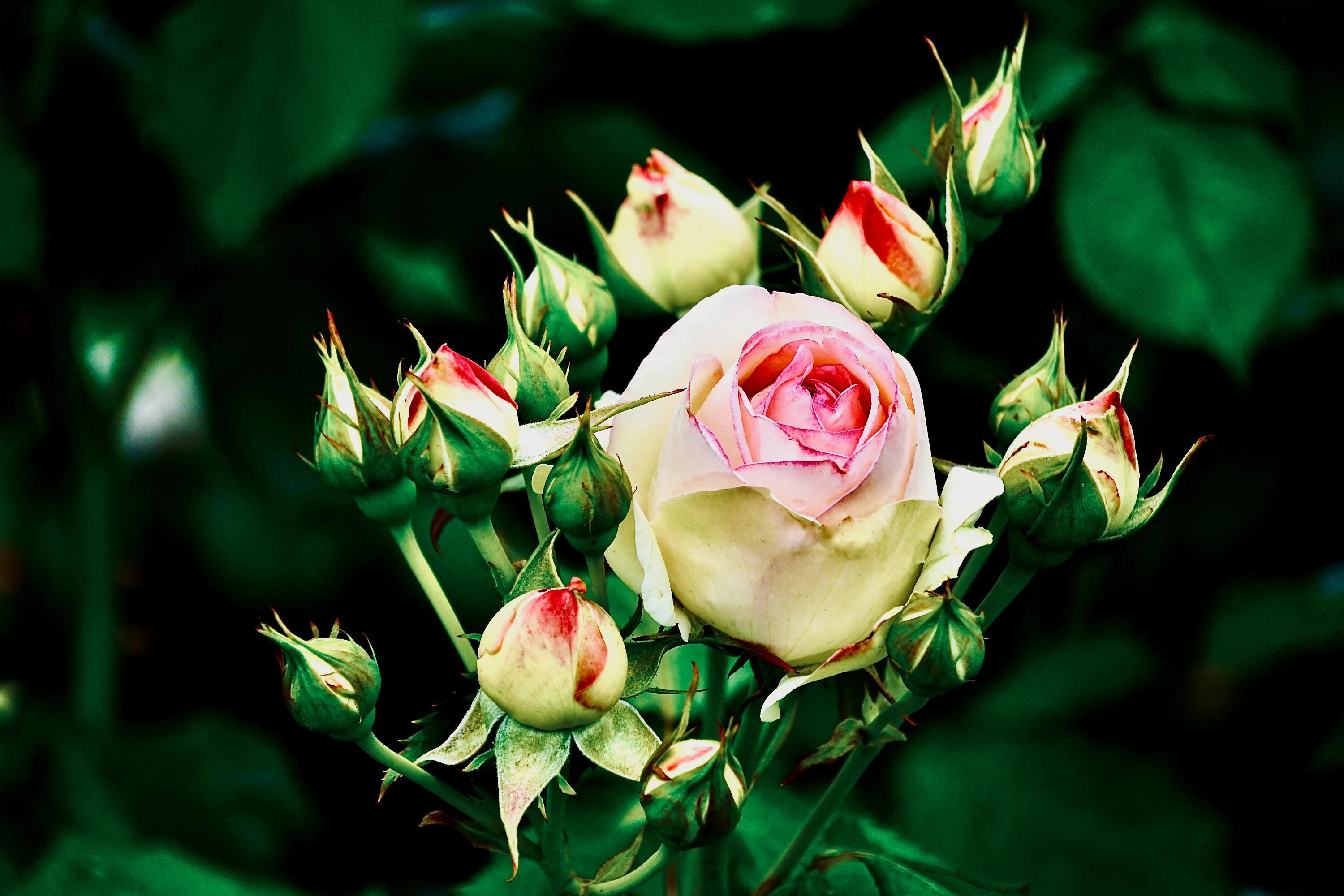 Обрізання допоможе трояндам зацвісти з новою силою / Фото Pexels