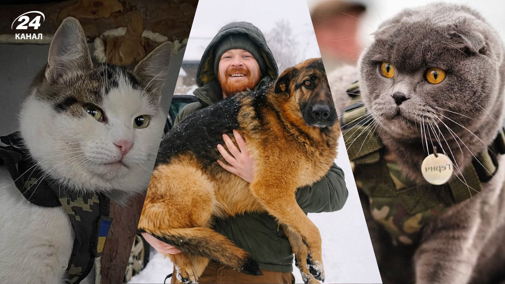Домашні улюбленці, врятовані на фронті