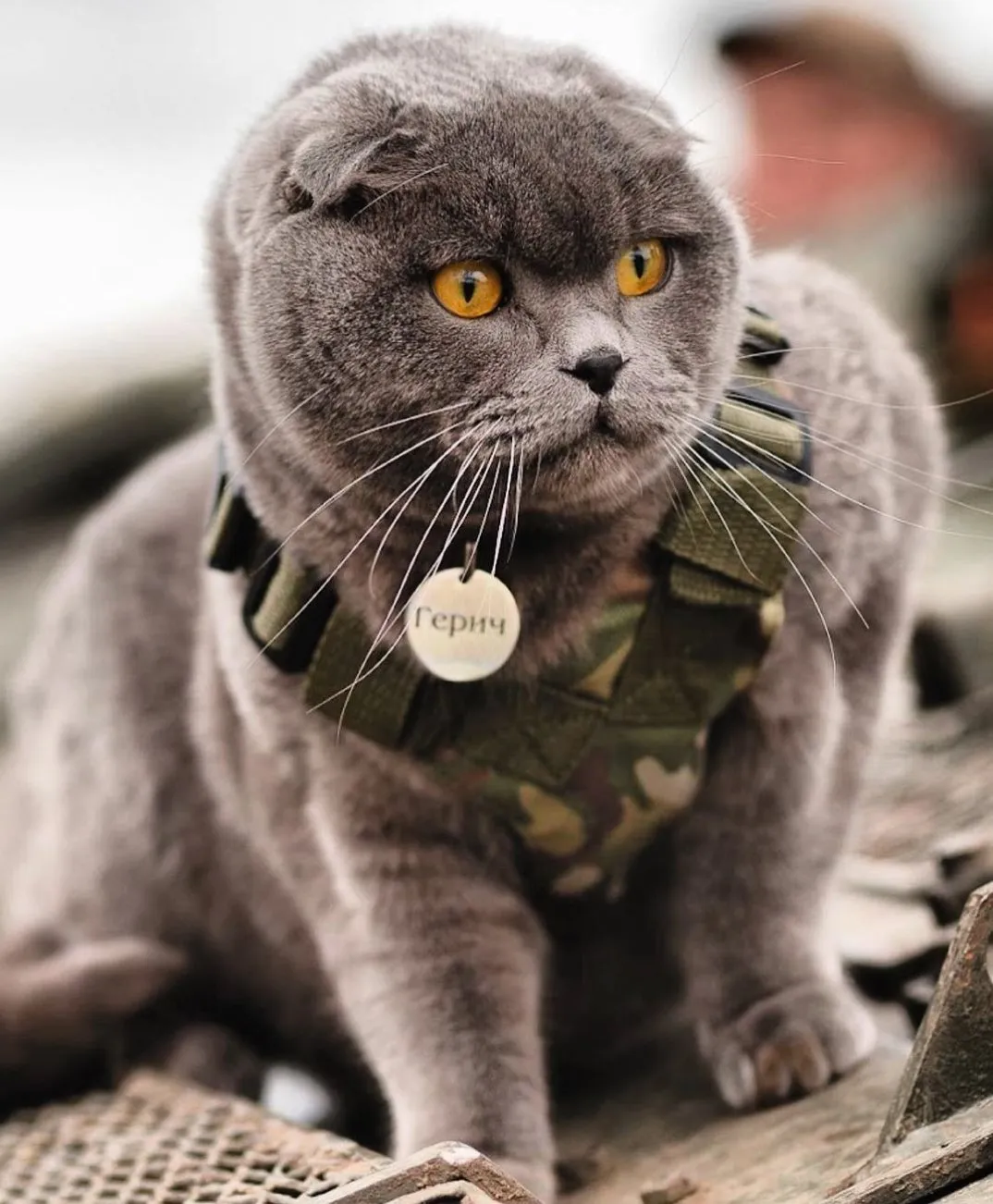 Кіт Герич Кіт Герич