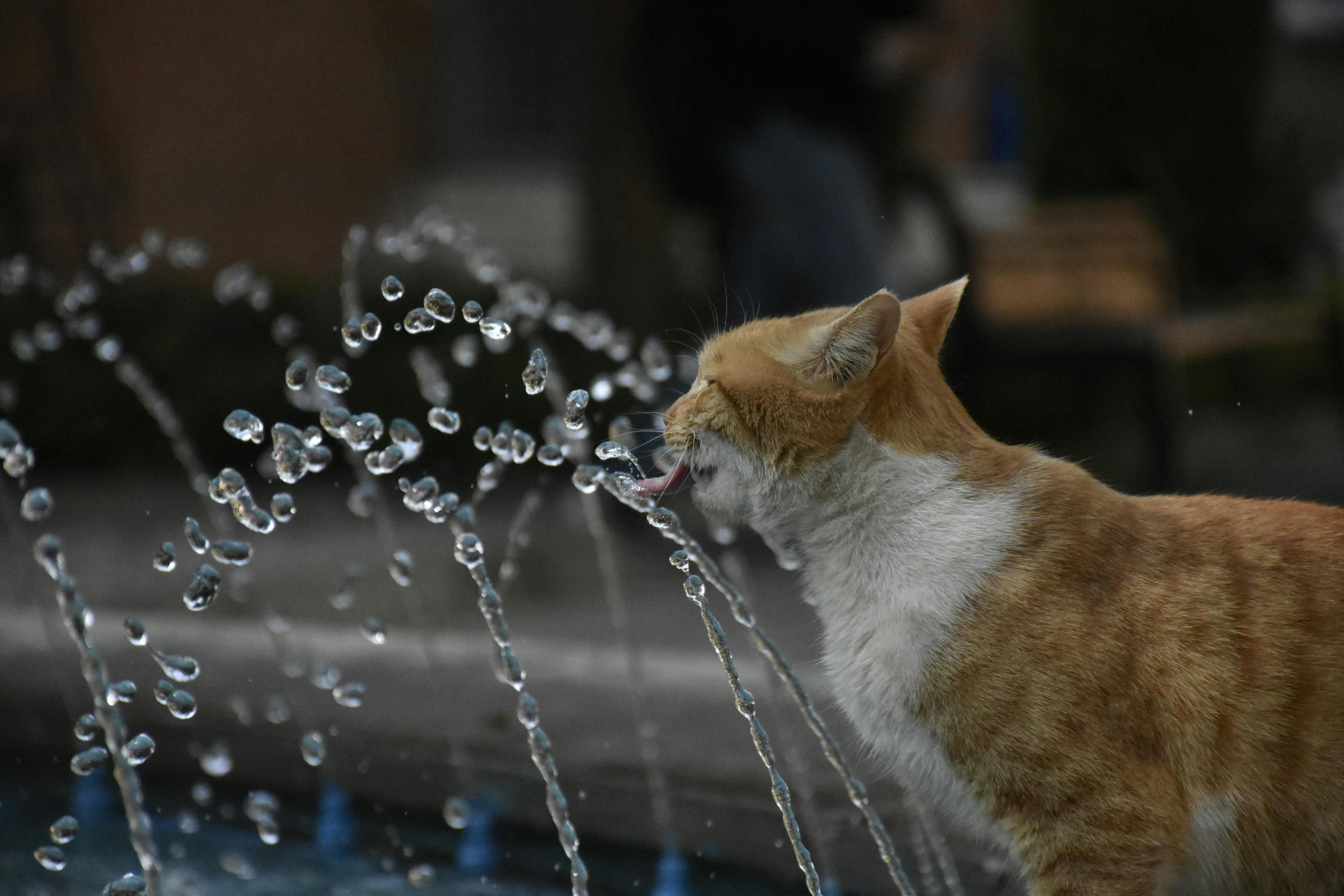 Чи всі коти не люблять воду