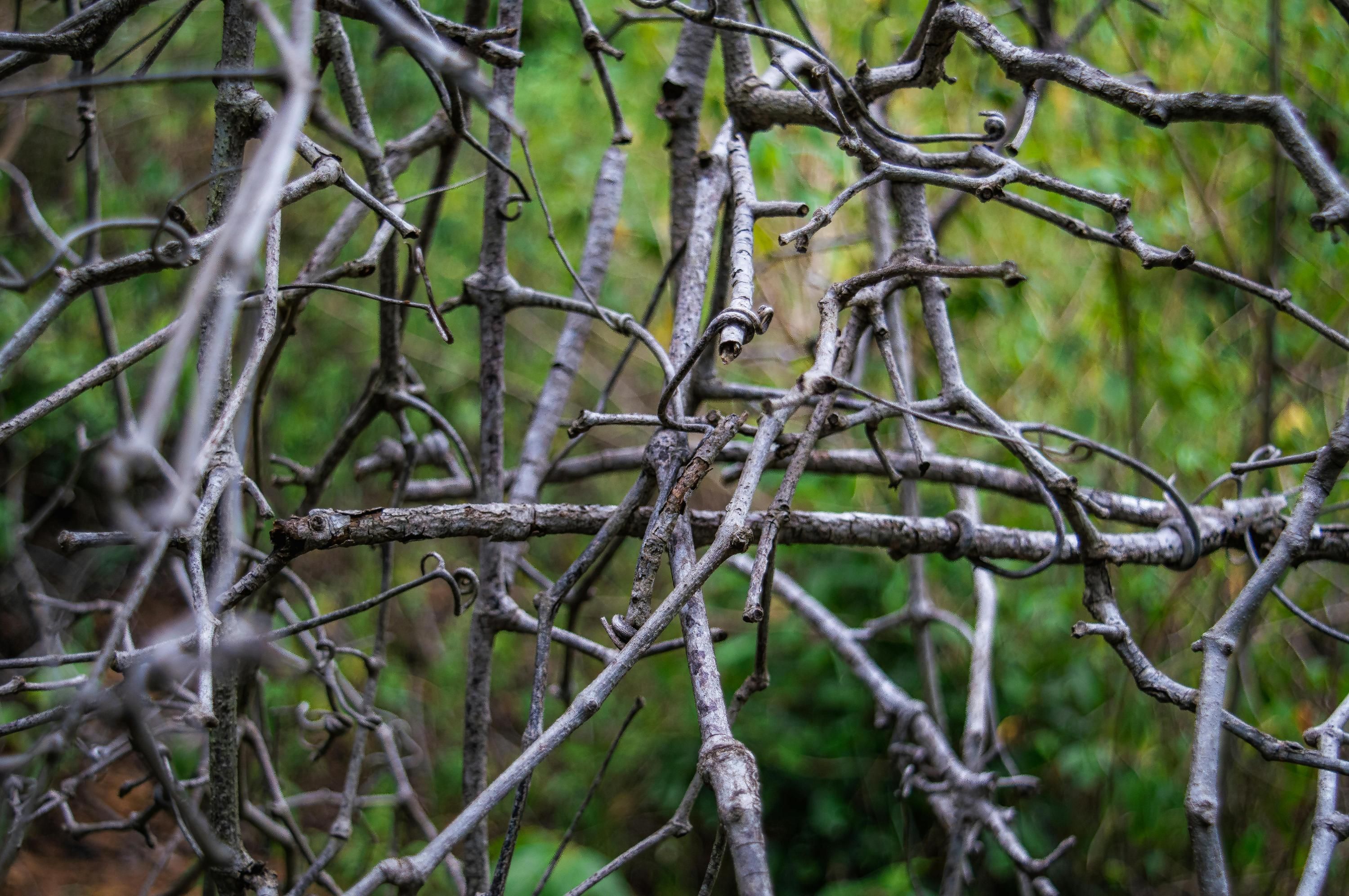 Что делать с ветками после обрезки деревьев после обрезки