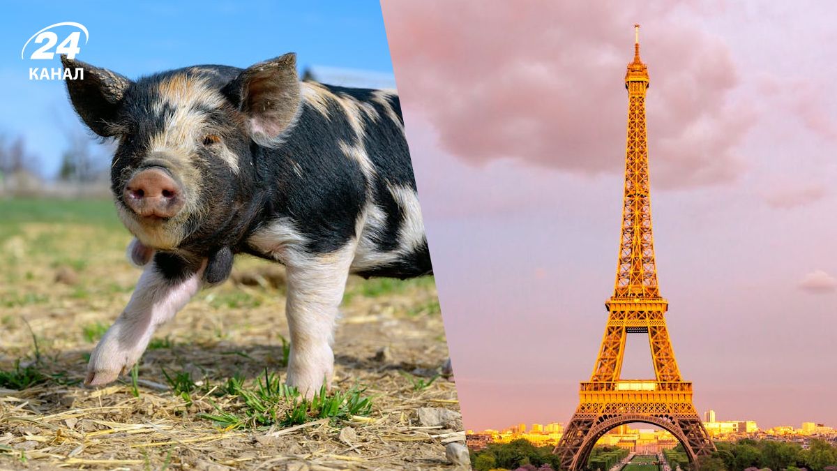 У Франції існує чимао дивних законів У Франції існує чимао дивних законів