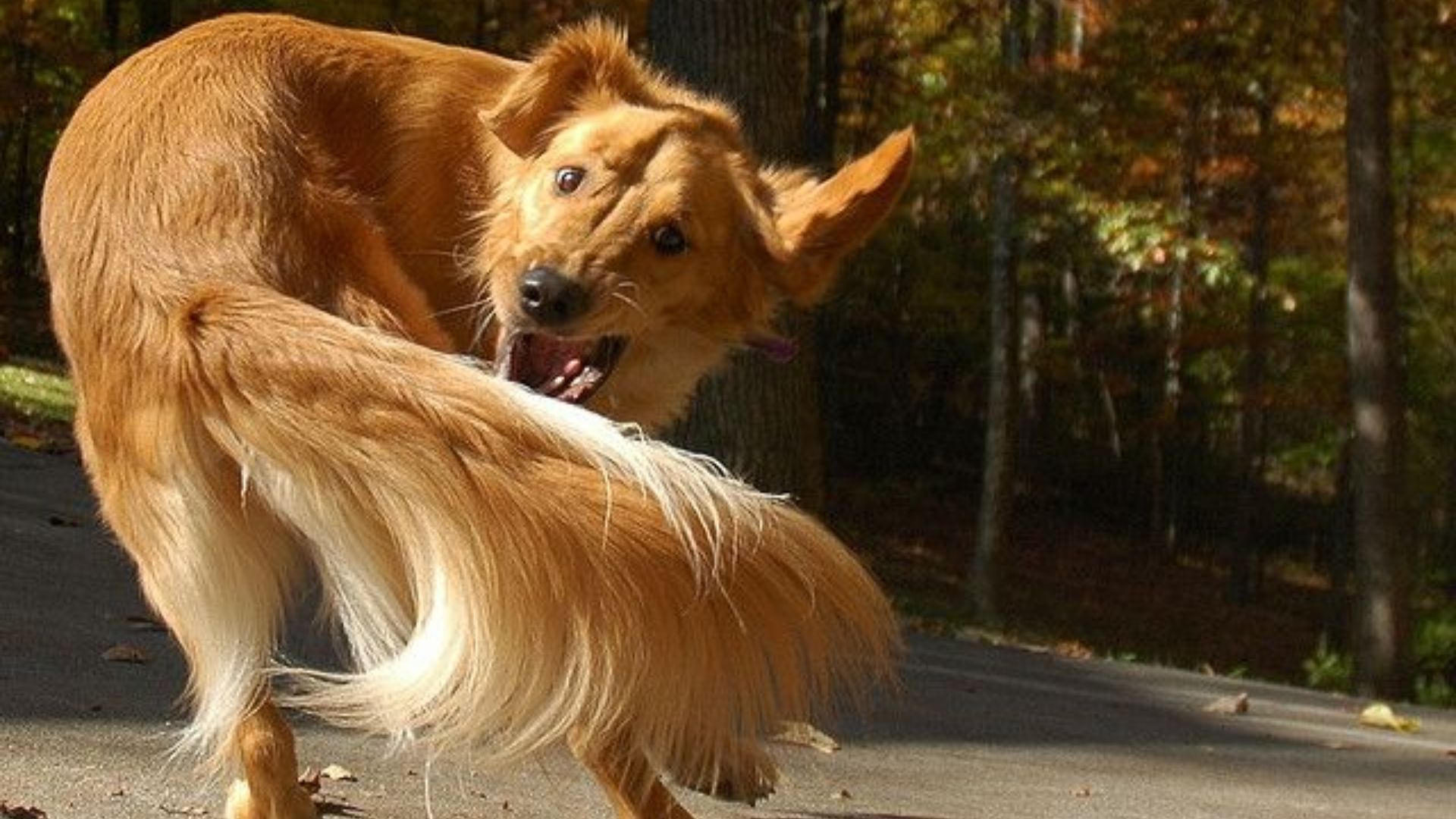 Чому собаки ганяються за своїм хвостом Чому собаки ганяються за своїм хвостом