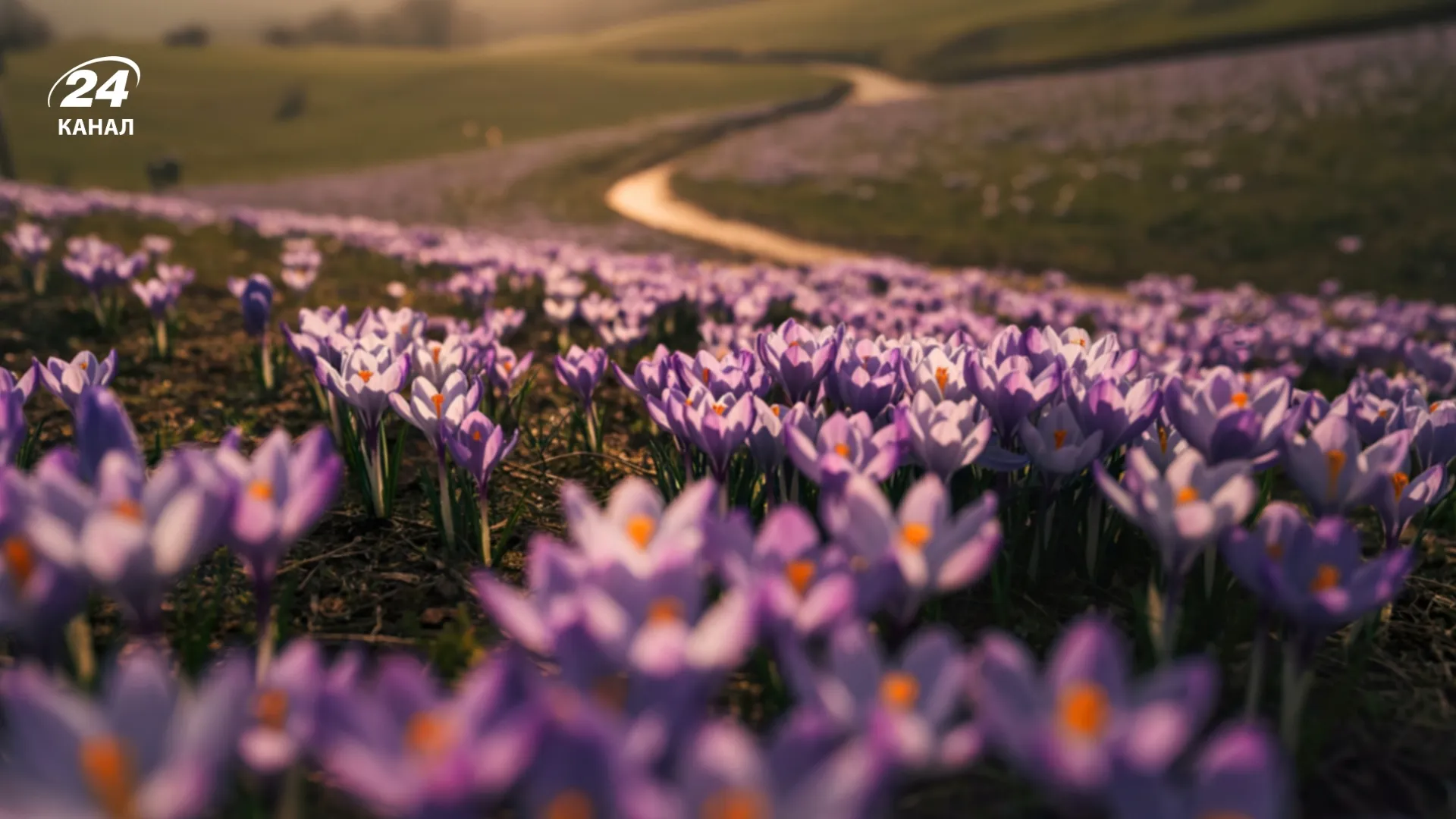 Цвітіння крокусів / фото Canva