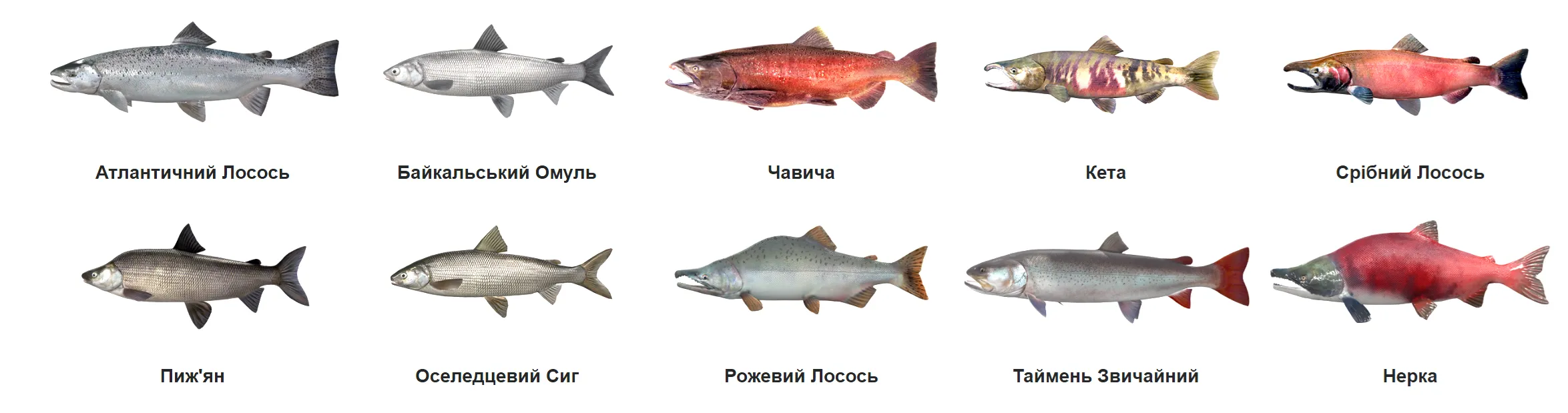 Лососеві риба що таке лосось чи це вид риби Лососеві риба що таке лосось чи це вид риби