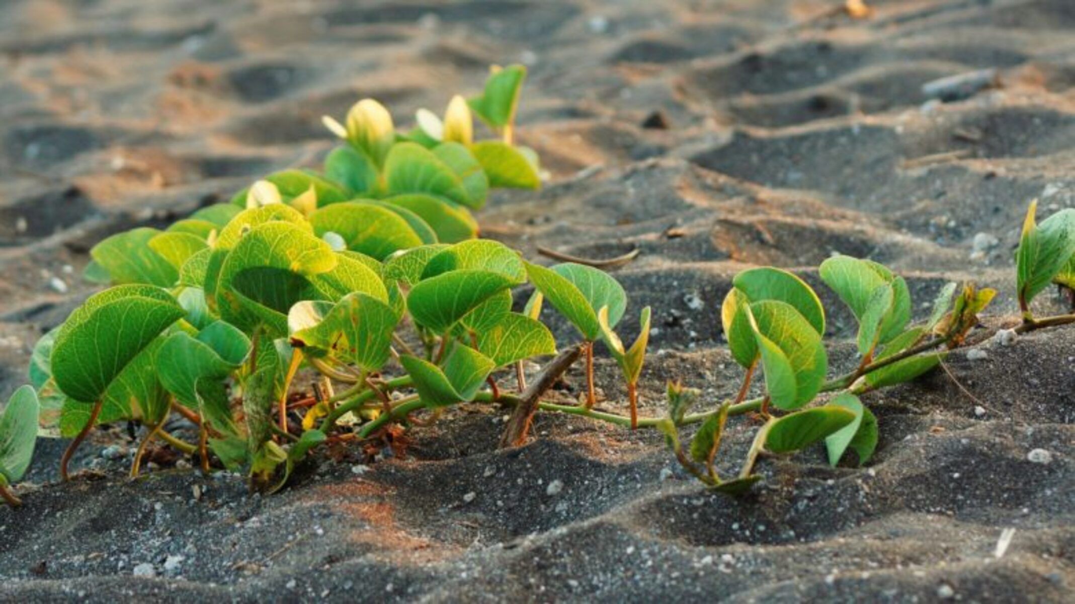 Новый метод в Китае помогает оживить пустыню менее чем за год