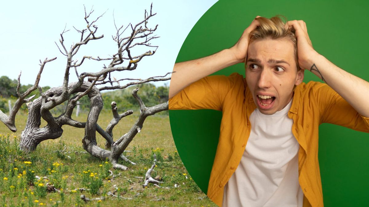 Что означает "корявый": это слово можно использовать во многих случаях - Образование