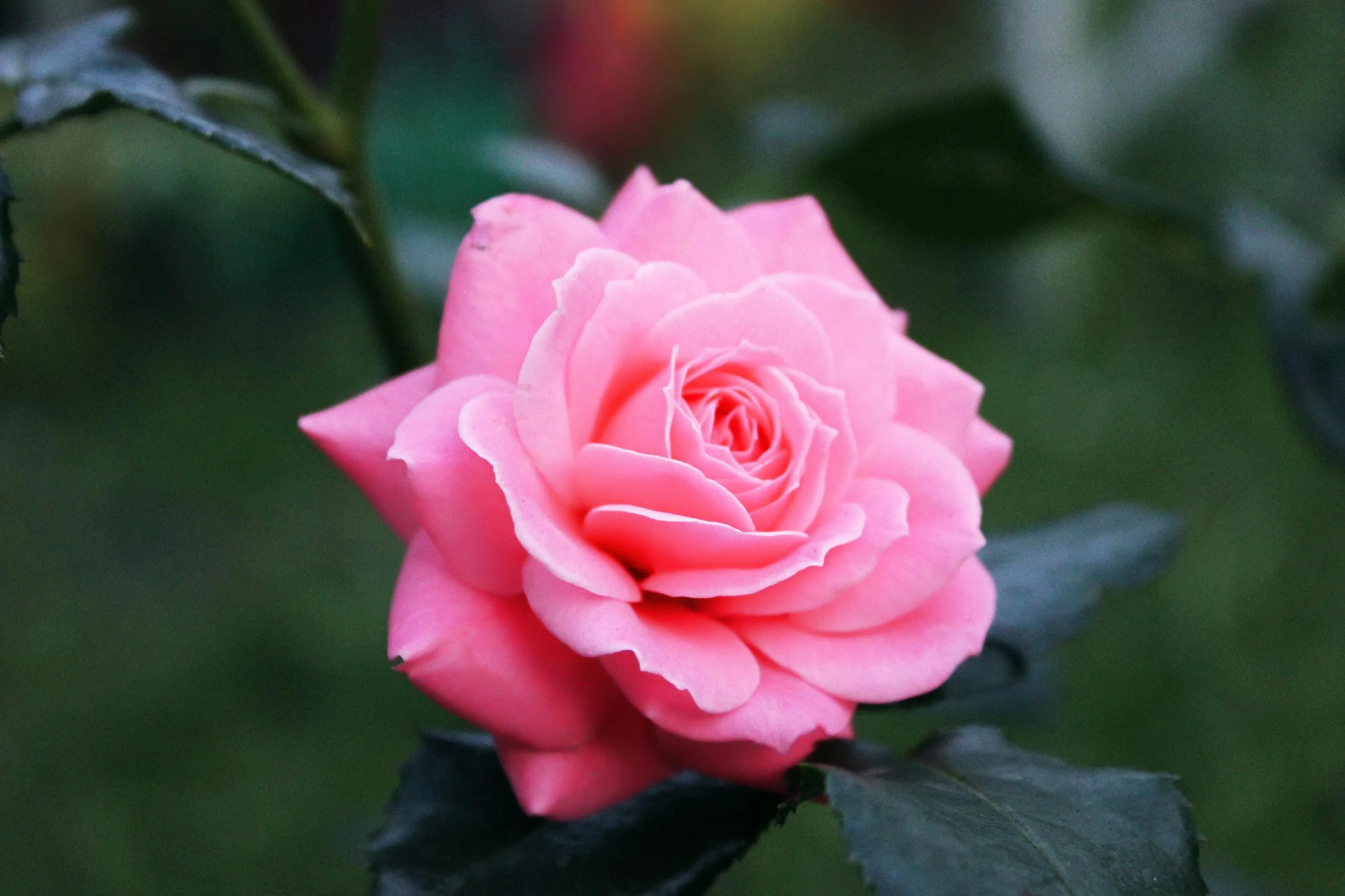 Розам необходима подкормка в феврале / Фото Pexels