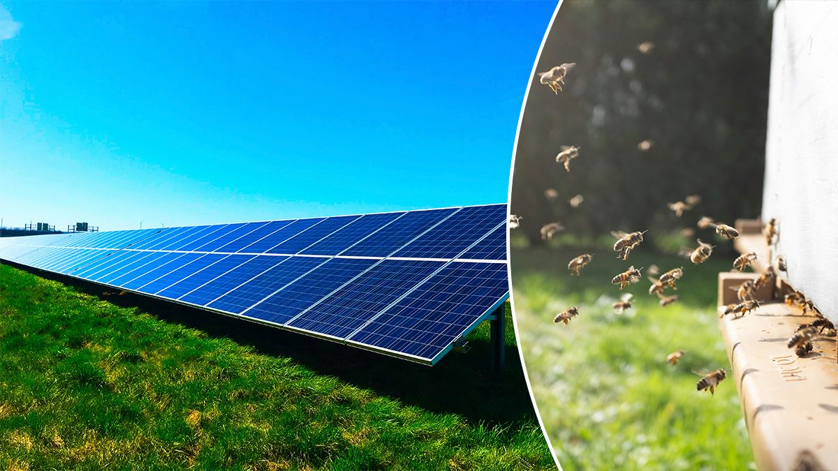 Солнечные панели влияют на пчел в современных экосистемах Солнечные панели влияют на пчел в современных экосистемах