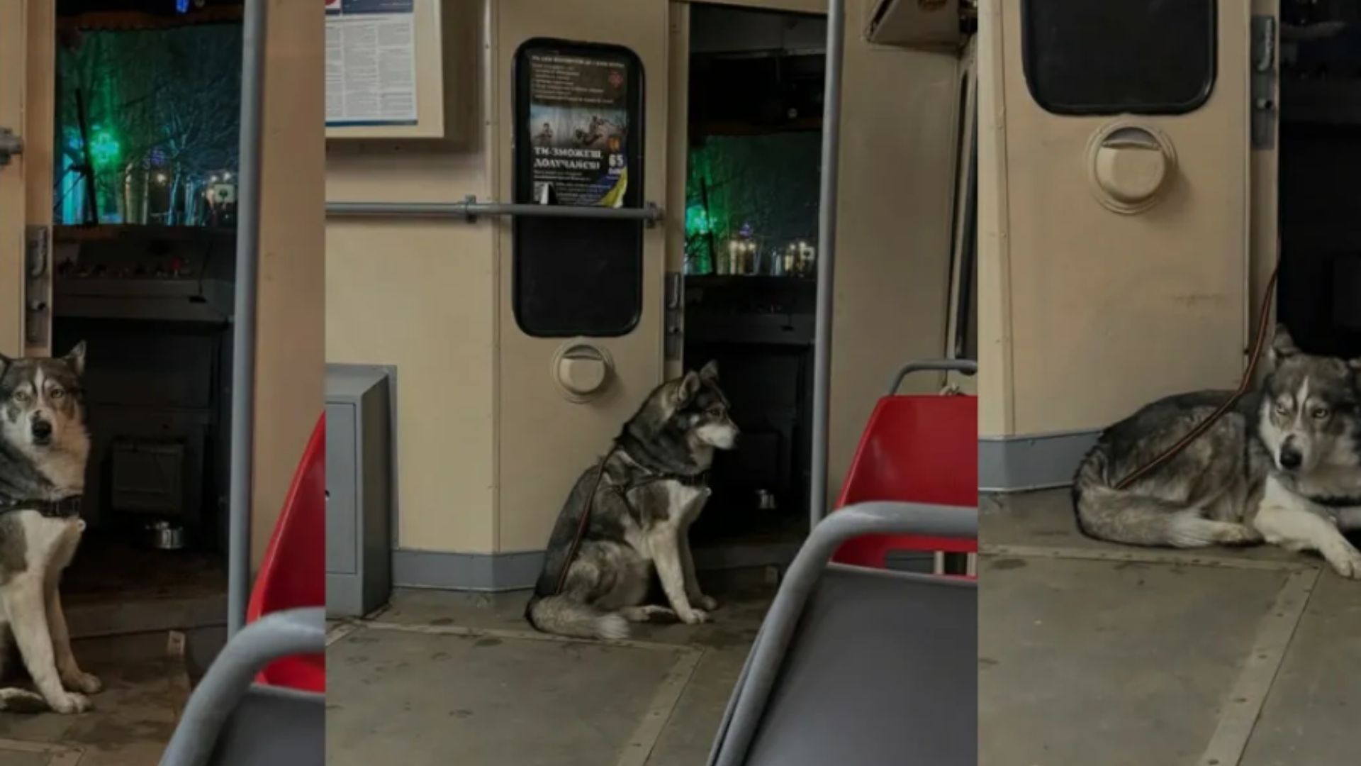 Собака розчулив пасажирів 18 трамвая у Києві Собака розчулив пасажирів 18 трамвая у Києві