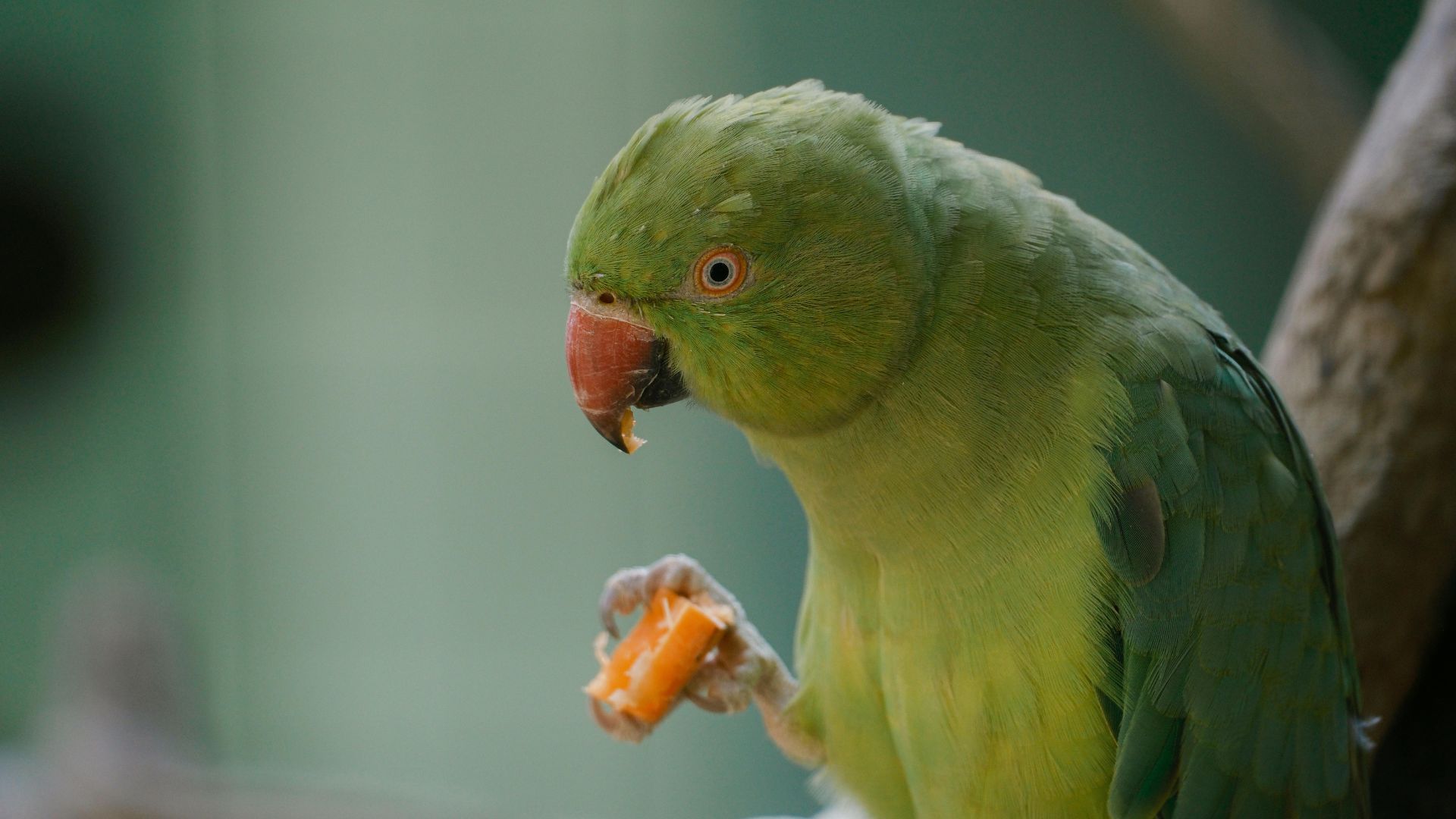 Ви обов'язково маєте це перевірити: 9 ознак, що ваш папуга почувається щасливим - Pets Ви обов'язково маєте це перевірити: 9 ознак, що ваш папуга почувається щасливим - Pets
