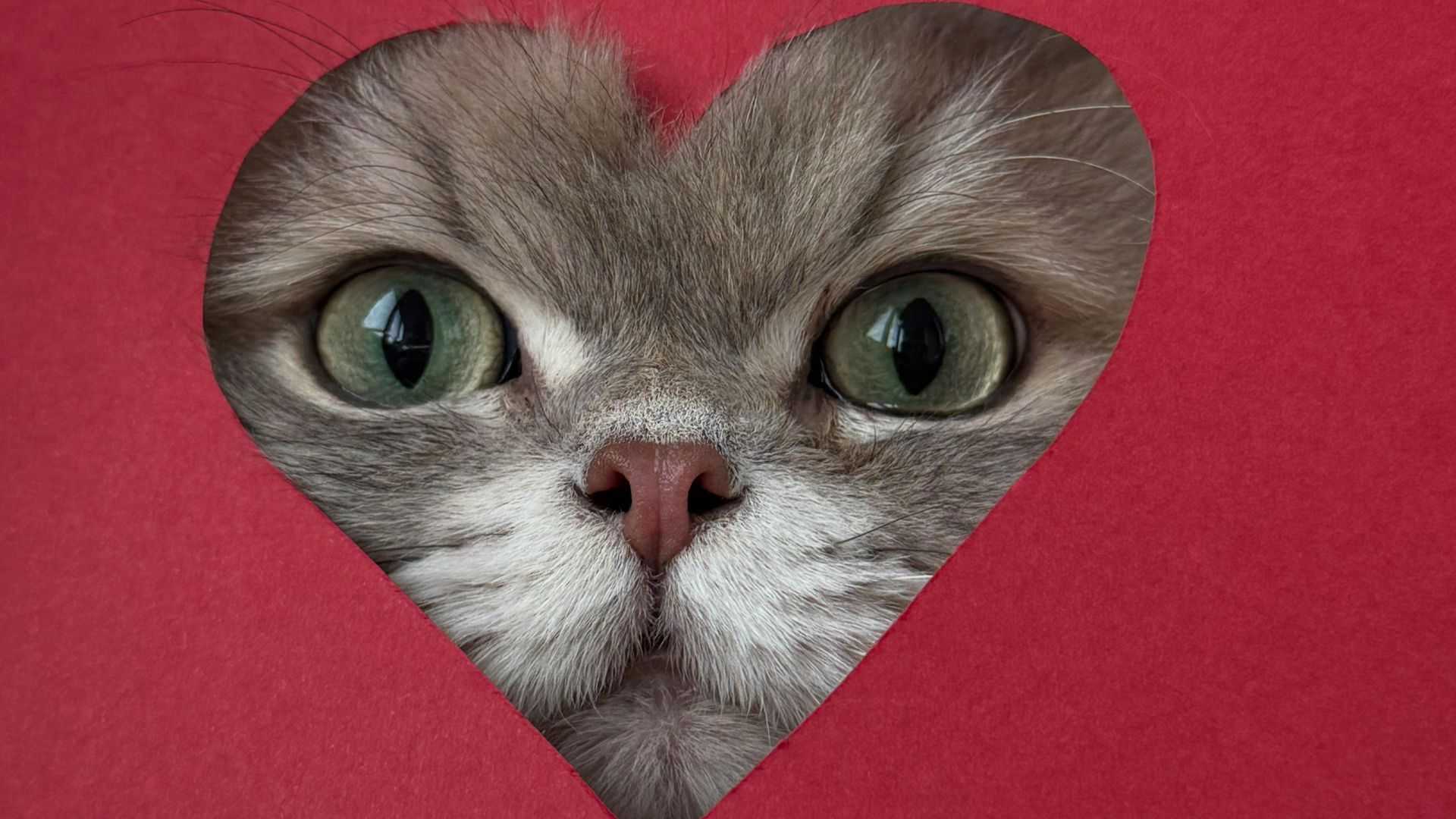 Котяча любов існує: результати дослідження зруйнували міфи Котяча любов існує: результати дослідження зруйнували міфи