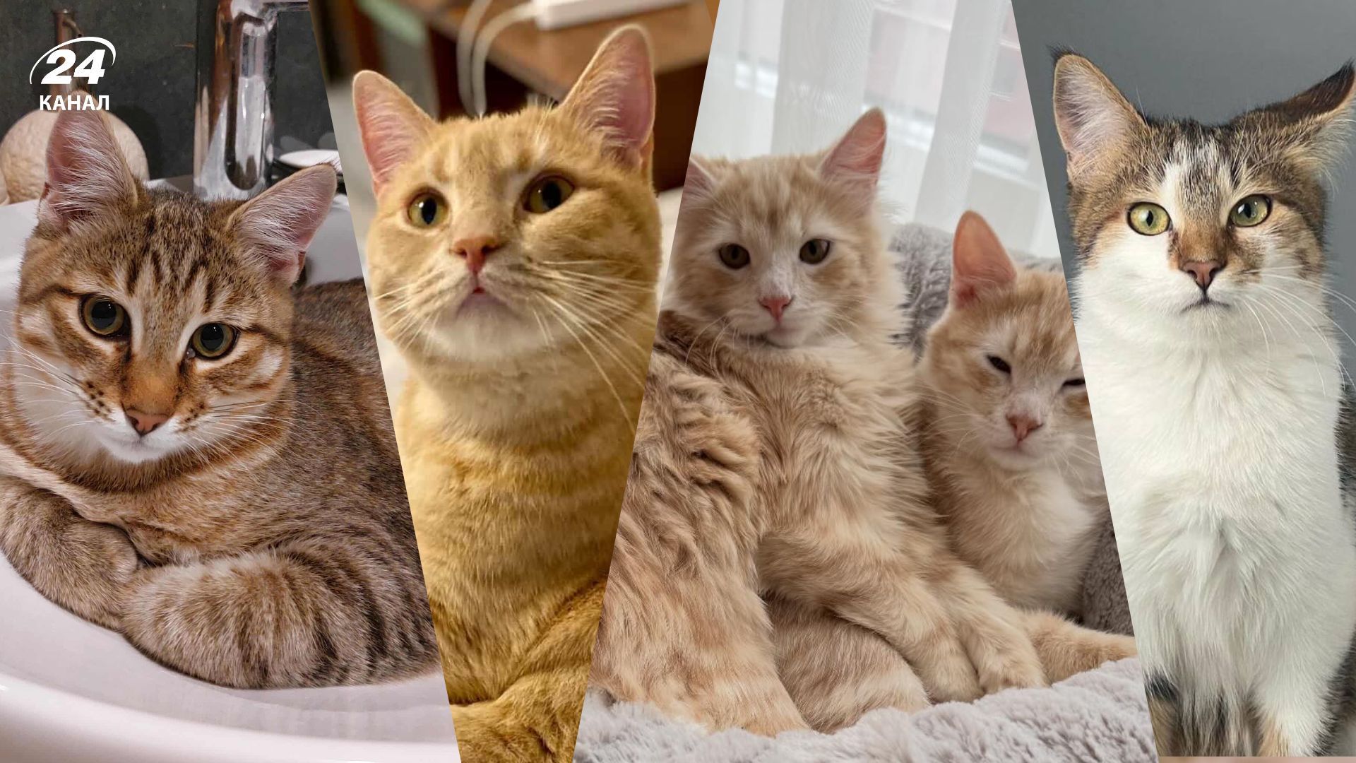 Кот Марс