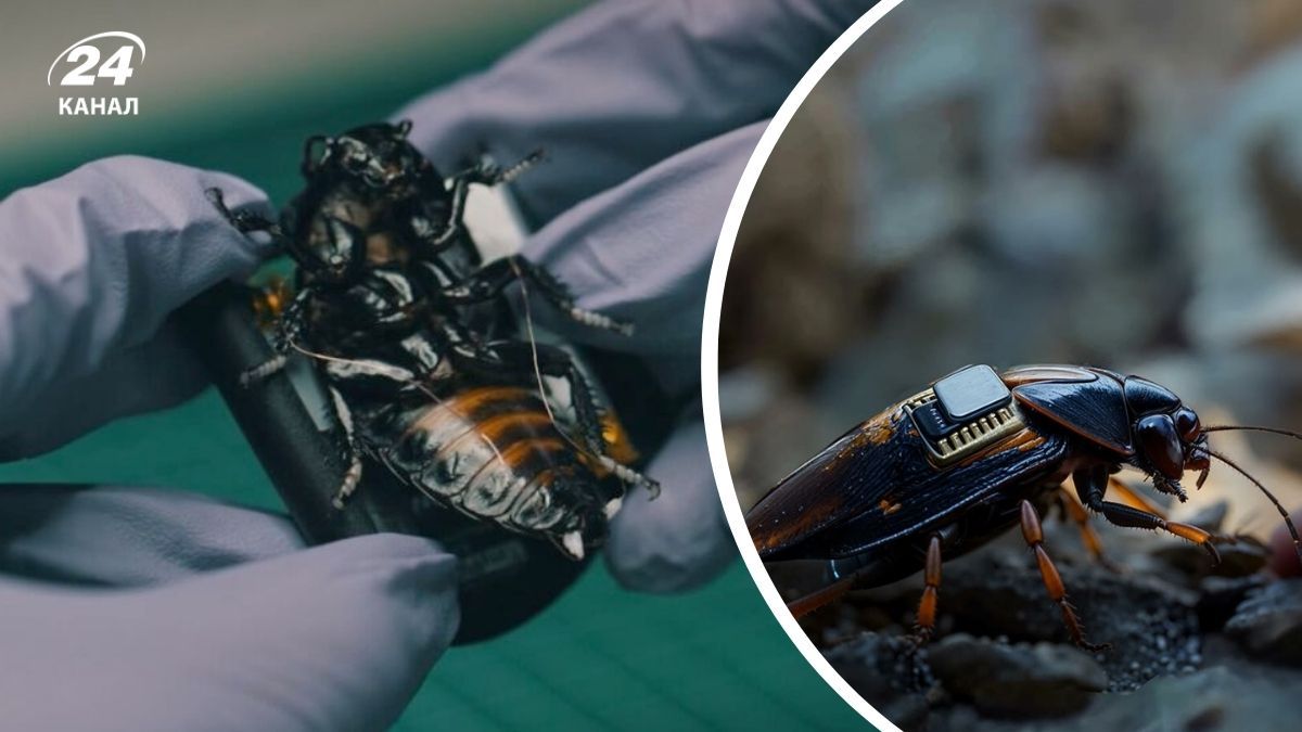 НАТО вооружается тараканами киборгами: их применят для скрытой разведки - Техно