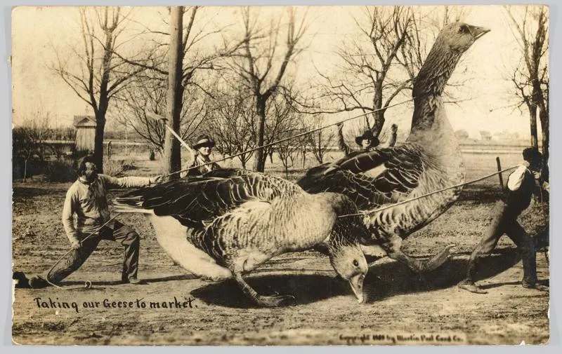 5. Веземо гусей на ринок Martin Post Card Company фотомонтаж фотоілюзіяфотофейк 5. Веземо гусей на ринок Martin Post Card Company фотомонтаж фотоілюзіяфотофейк