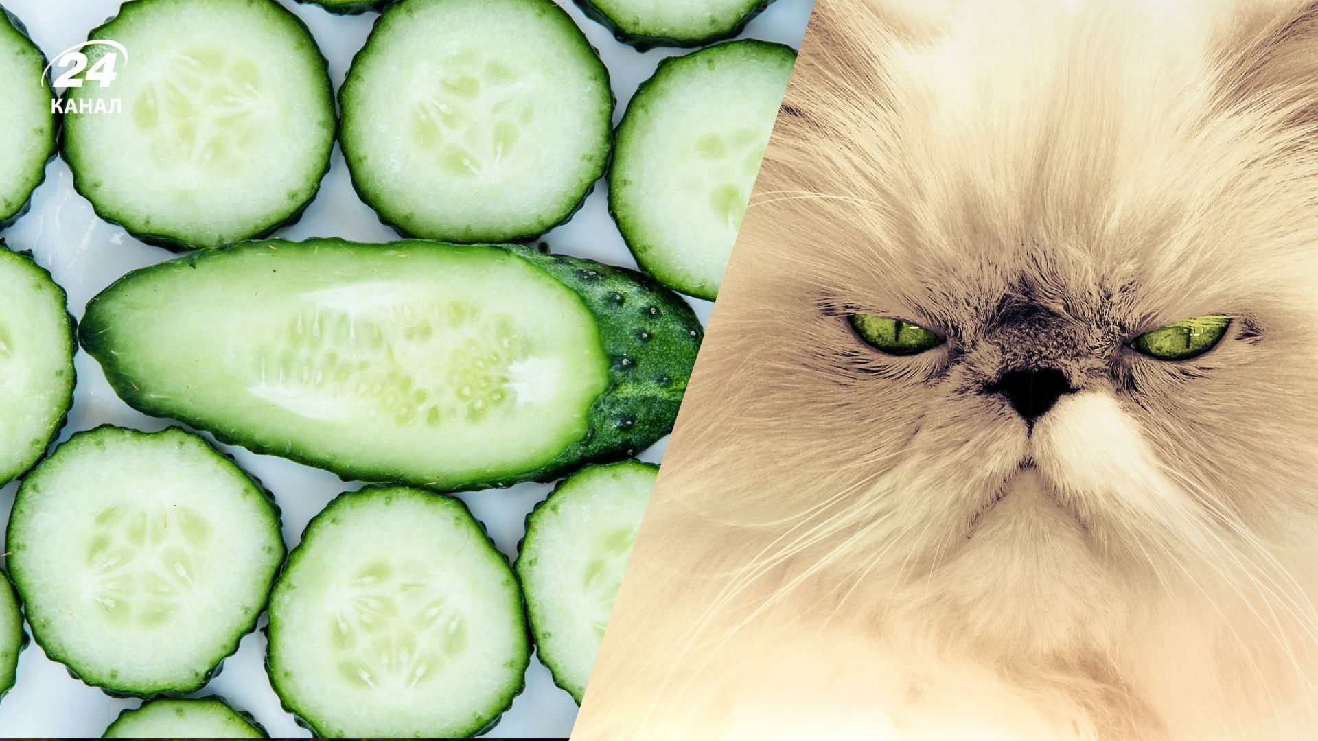 Коты и огурцы: что известно о странном поведении животных
