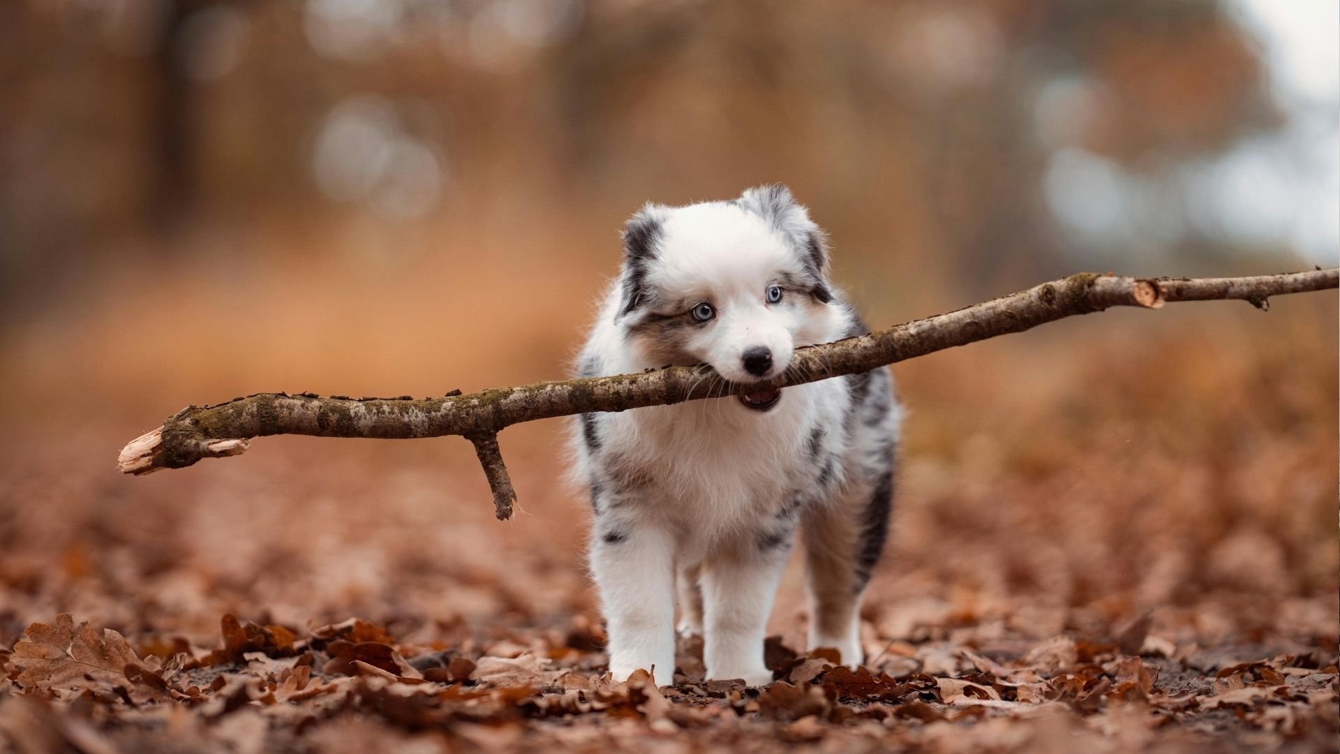 Потерялся питомец: ошибки, которые могут стоить времени
