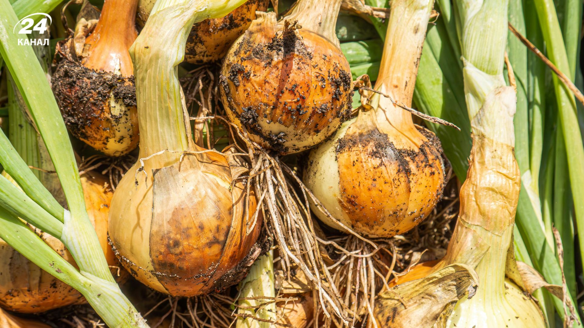 Сіяти цибулю чорнушку найкраще від середини лютого до середини березня