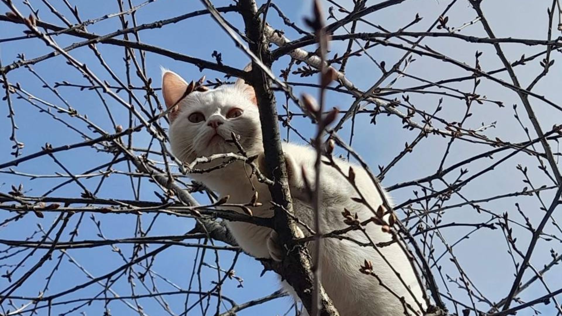 Коты обожают лазить по деревьям и на это есть причины Коты обожают лазить по деревьям и на это есть причины