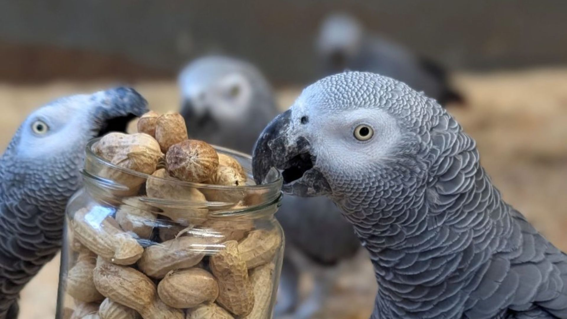 Чому папуги матюкаються