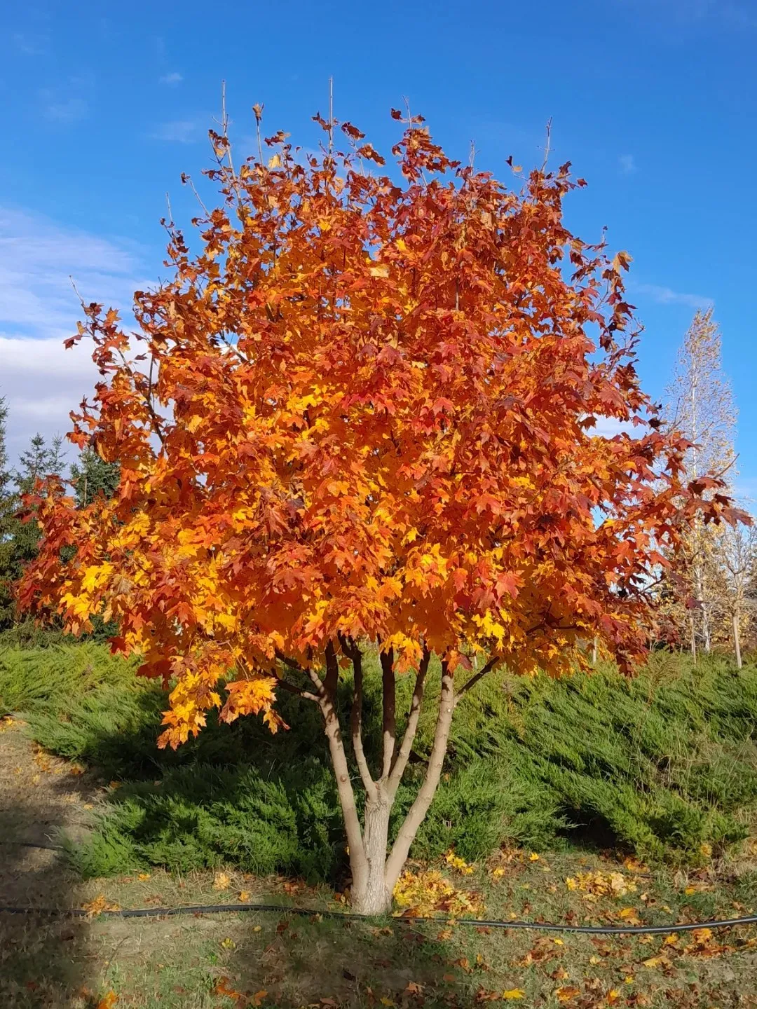 Клен гостролистий сильно розростається / Фото Pinterest