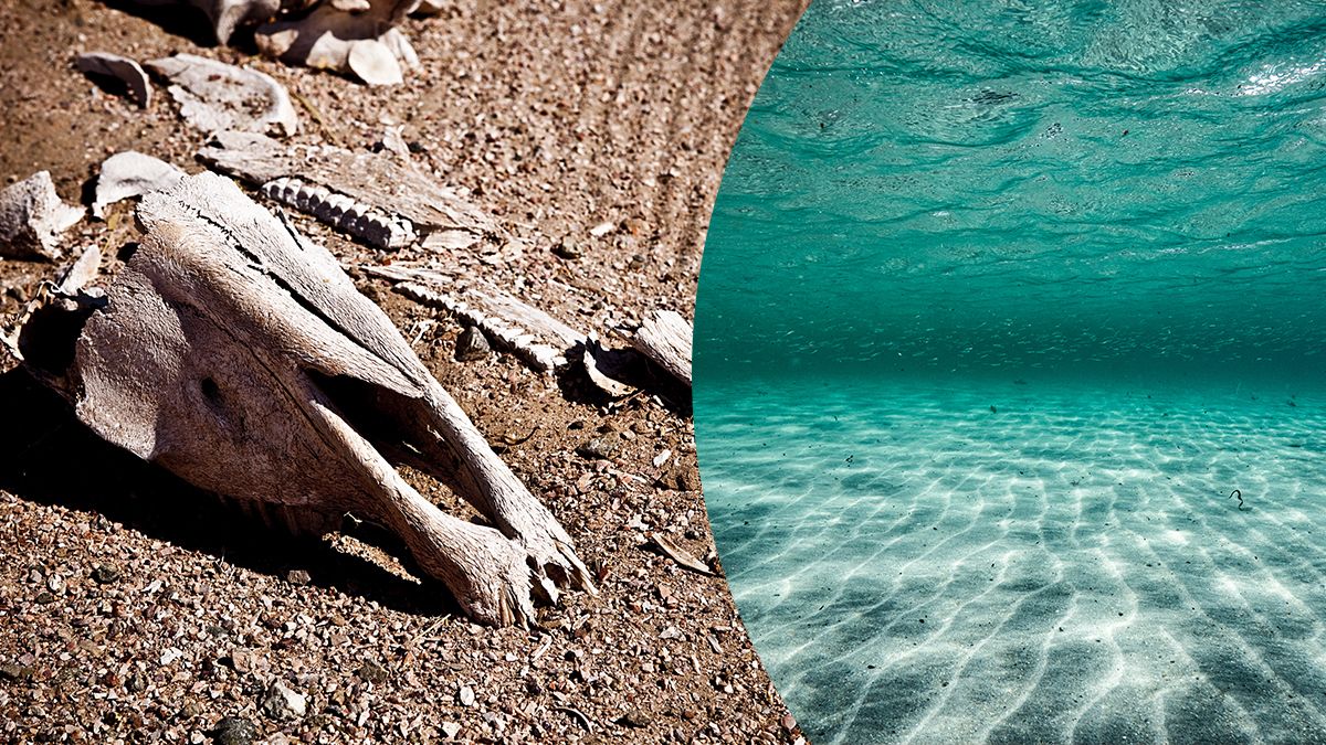 Масове вимирання на Землі – чому зникло більшість видів мільйони років тому Масове вимирання на Землі – чому зникло більшість видів мільйони років тому