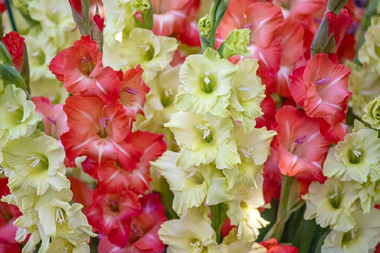 Гладіолуси можуть цвісти різними кольорами / Фото Jardineria On