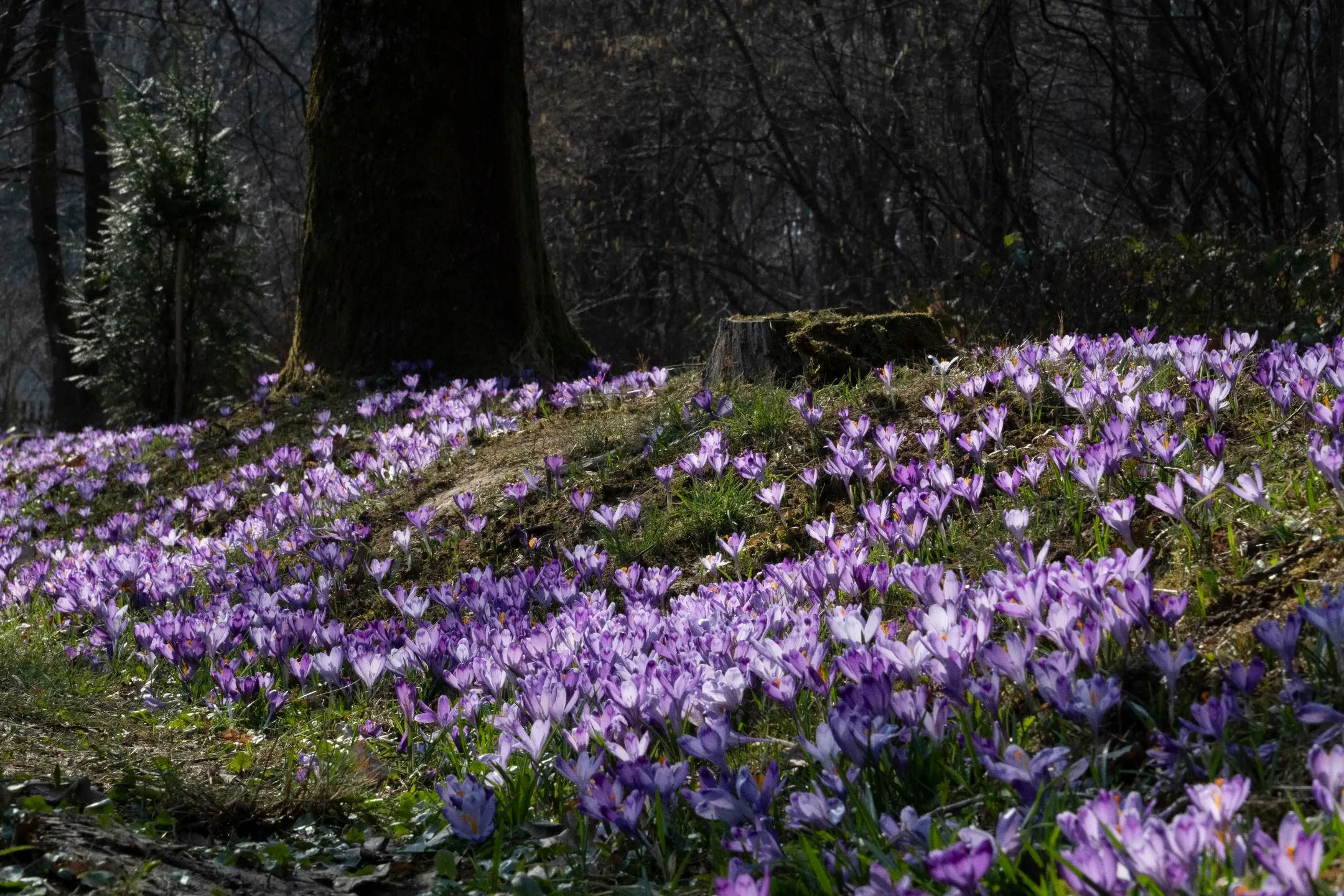 Цвітіння крокусів у парку / фото yanazakatova
