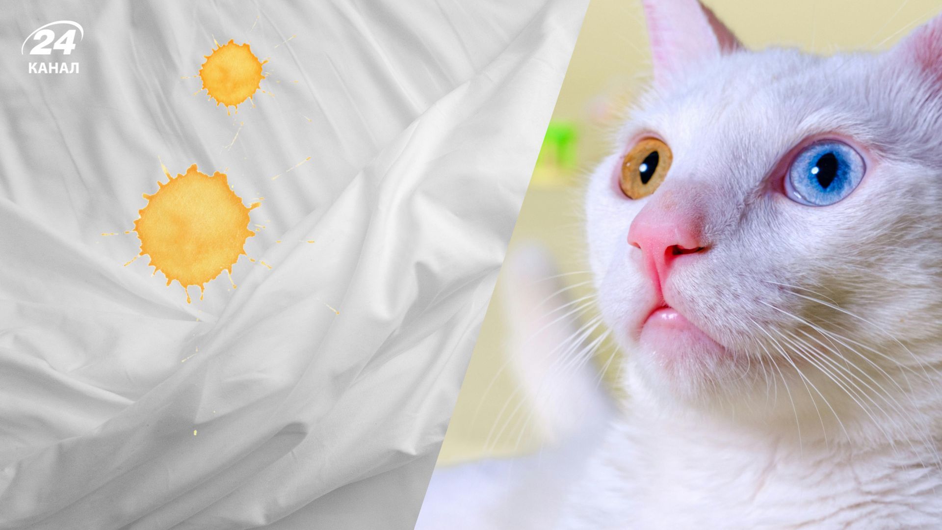 Кіт ігнорує лоток і мочиться на ліжко: назвали головні причини