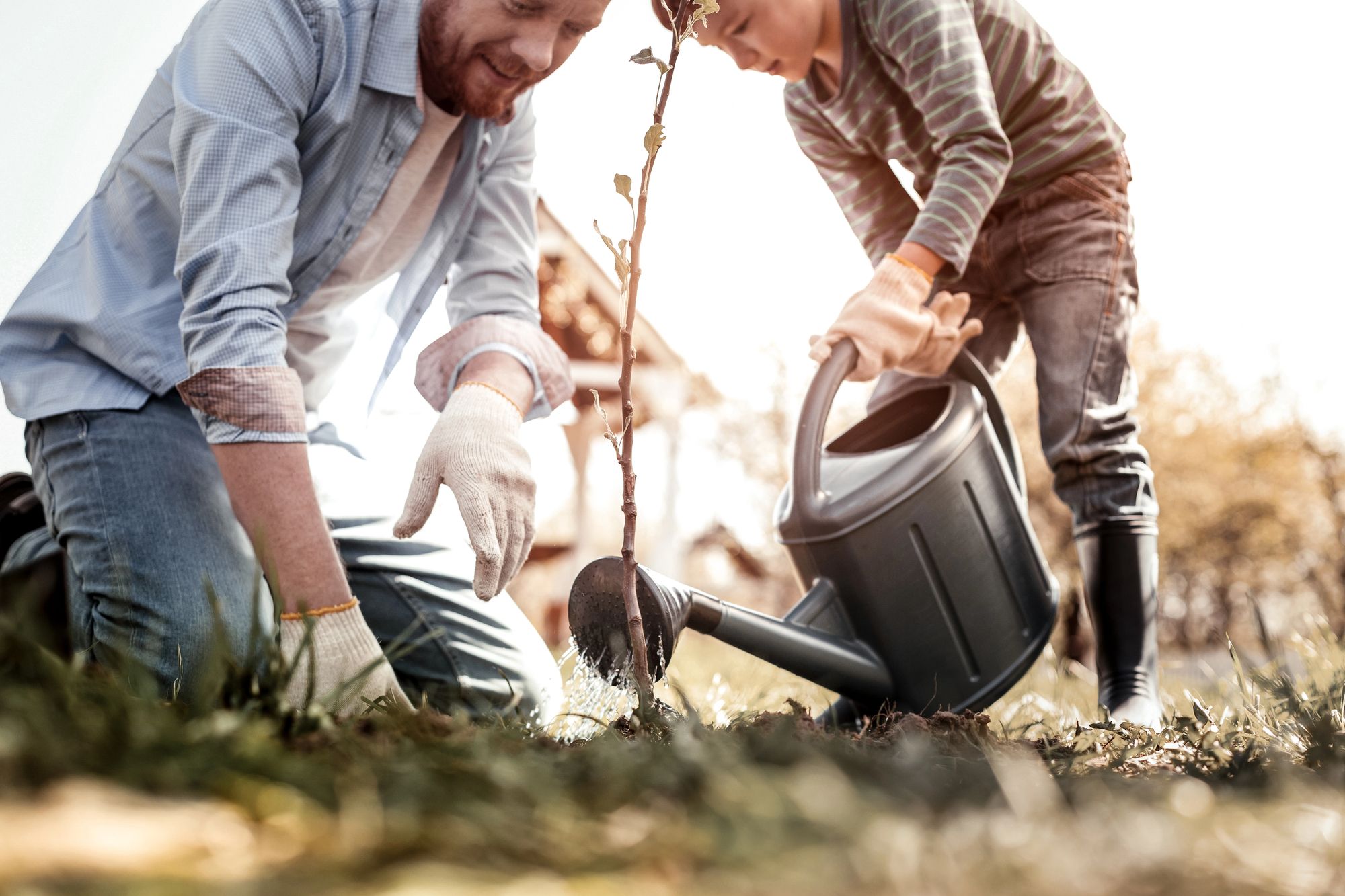 Як посадити фруктові дерев ранньою весною 