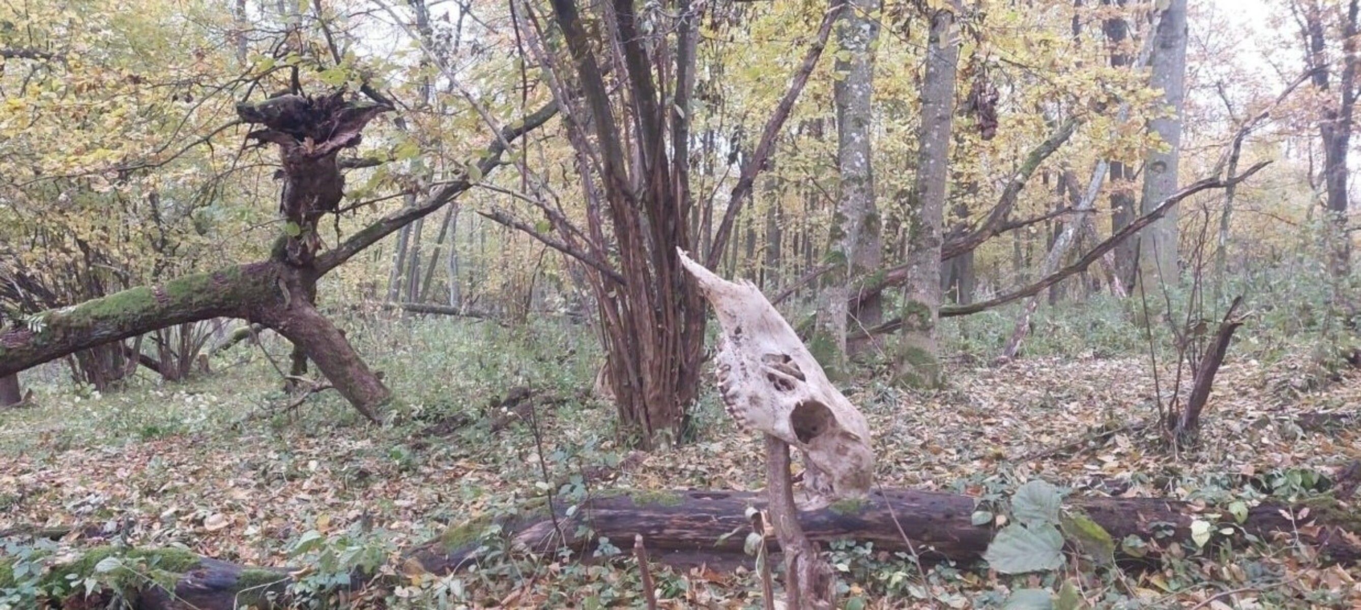 У лісах Польщі знайшли городище віком тисяча років