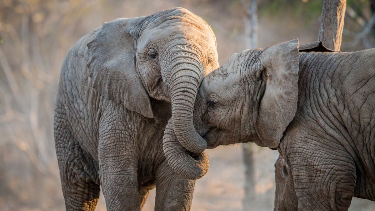 Когда возродилась жизнь после падения астероида Чиксулуб Когда возродилась жизнь после падения астероида Чиксулуб