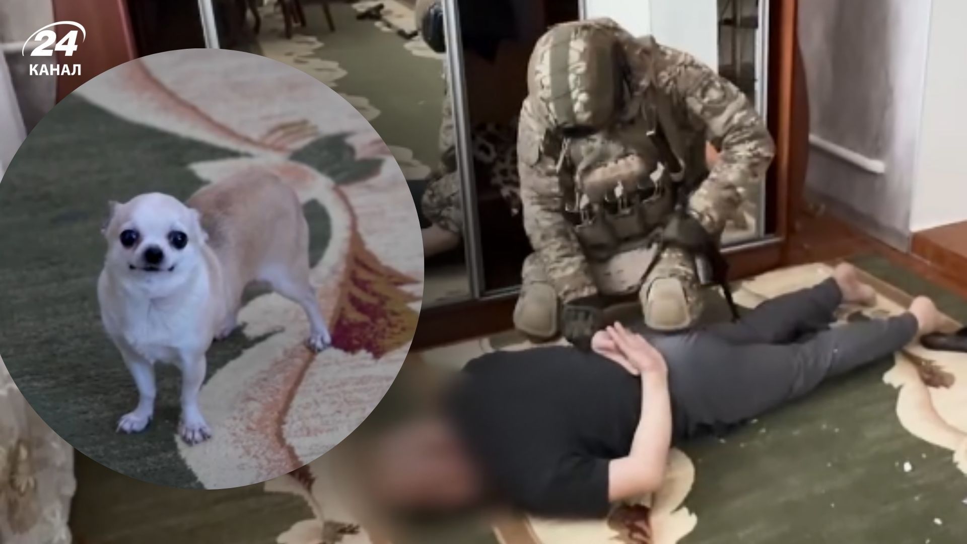 Пес став свідком затримання Пес став свідком затримання